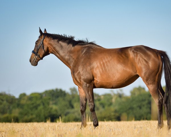 Pferd How Are U Doing (Englisches Vollblut, 2012, von Winged Love xx)