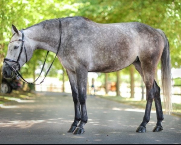 broodmare Quelle Vie Van Generhese (Belgium Sporthorse, 2016, from Elvis Ter Putte)