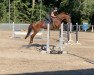 jumper Bolady (Swedish Warmblood, 2006, from Ultimo)