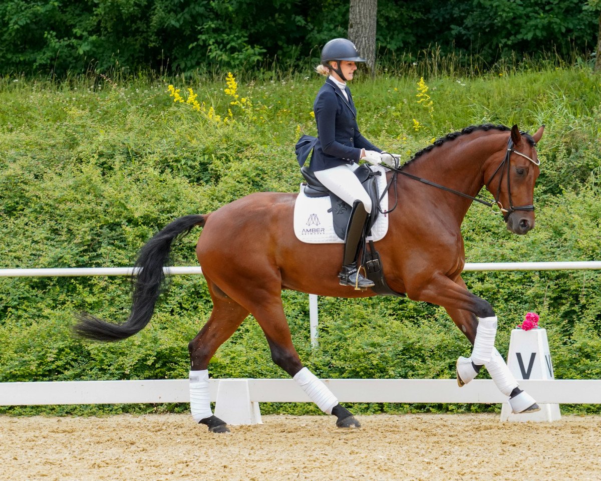 dressage horse Ambers Lichtenstein (German Sport Horse, 2017, from Limbach 3)