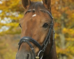 dressage horse Fürst Dali (Westphalian, 2004, from Fürst Piccolo)