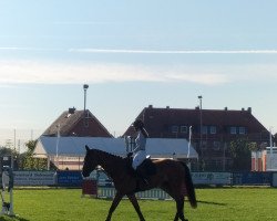 Springpferd Comme la Pia (Hannoveraner, 2018, von Comme le père)