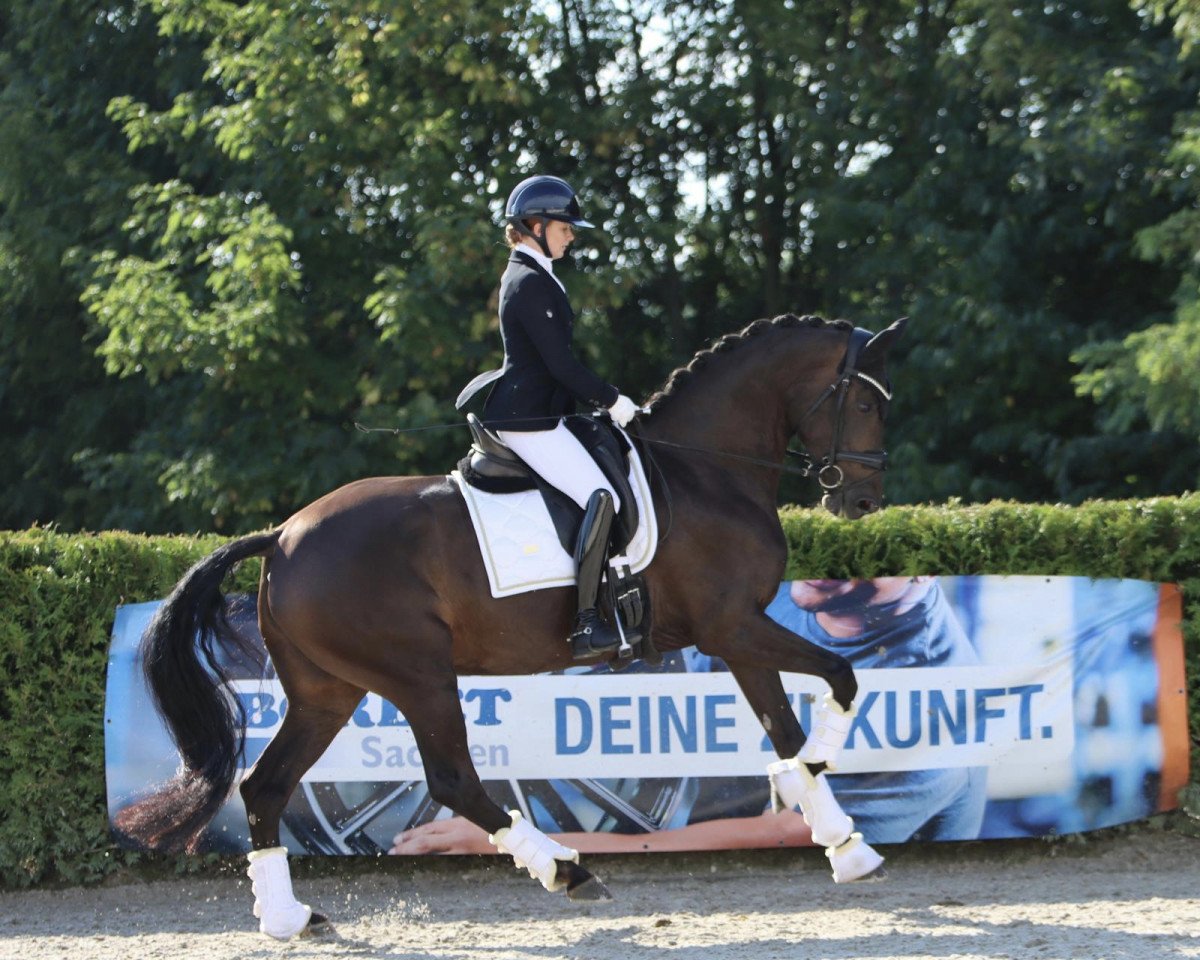 broodmare Fontainebleau 33 (Westphalian, 2015, from Fürstenball)