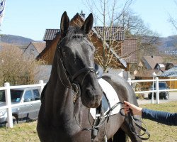 dressage horse Dabandi (Westphalian, 2008, from Dream On)