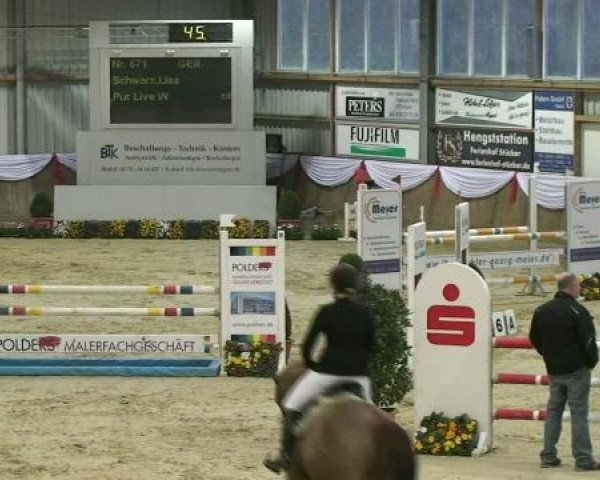 Springpferd Picco Ey (Rheinländer, 2001, von Pik Labionics)