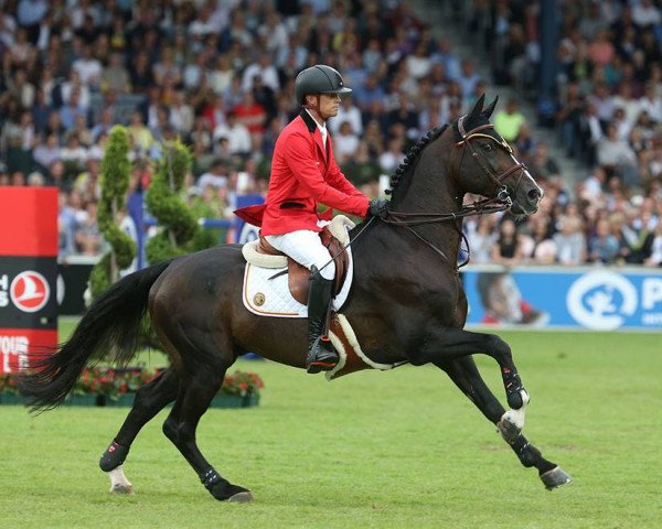 stallion Quel Homme de Hus (Holsteiner, 2006, from Quidam de Revel)