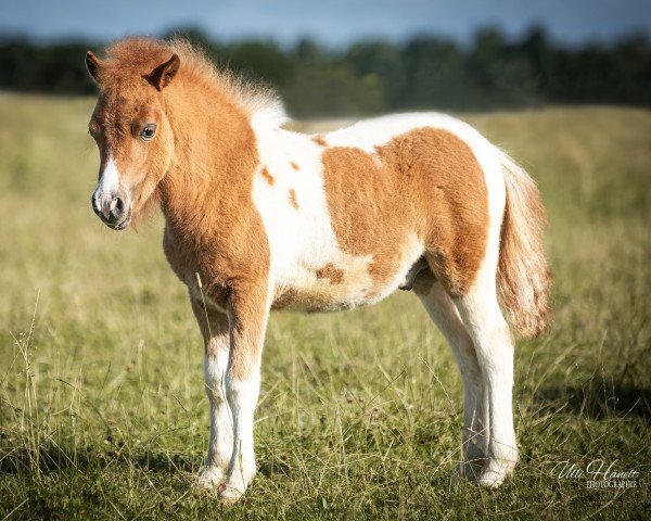 horse Freakys Valou (Dt.Part-bred Shetland pony, 2022, from Valentin von der Ostsee)
