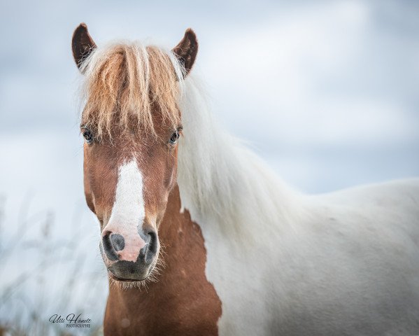 horse Freakys Verdl (Shetland Pony, 2017, from Valentin von der Ostsee)