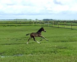 Springpferd Bangerang (Deutsches Reitpony, 2022, von Braaklander Boomerang)