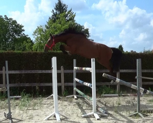 horse Tigo van de Claevervallei (Belgian Warmblood, 2019, from Vigo d'Arsouilles)
