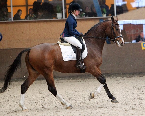 Zuchtstute Anna Maria M (Holsteiner, 2005, von Contender)