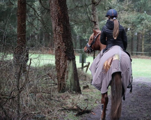 broodmare Candy (German Riding Pony, 2002, from Conde)