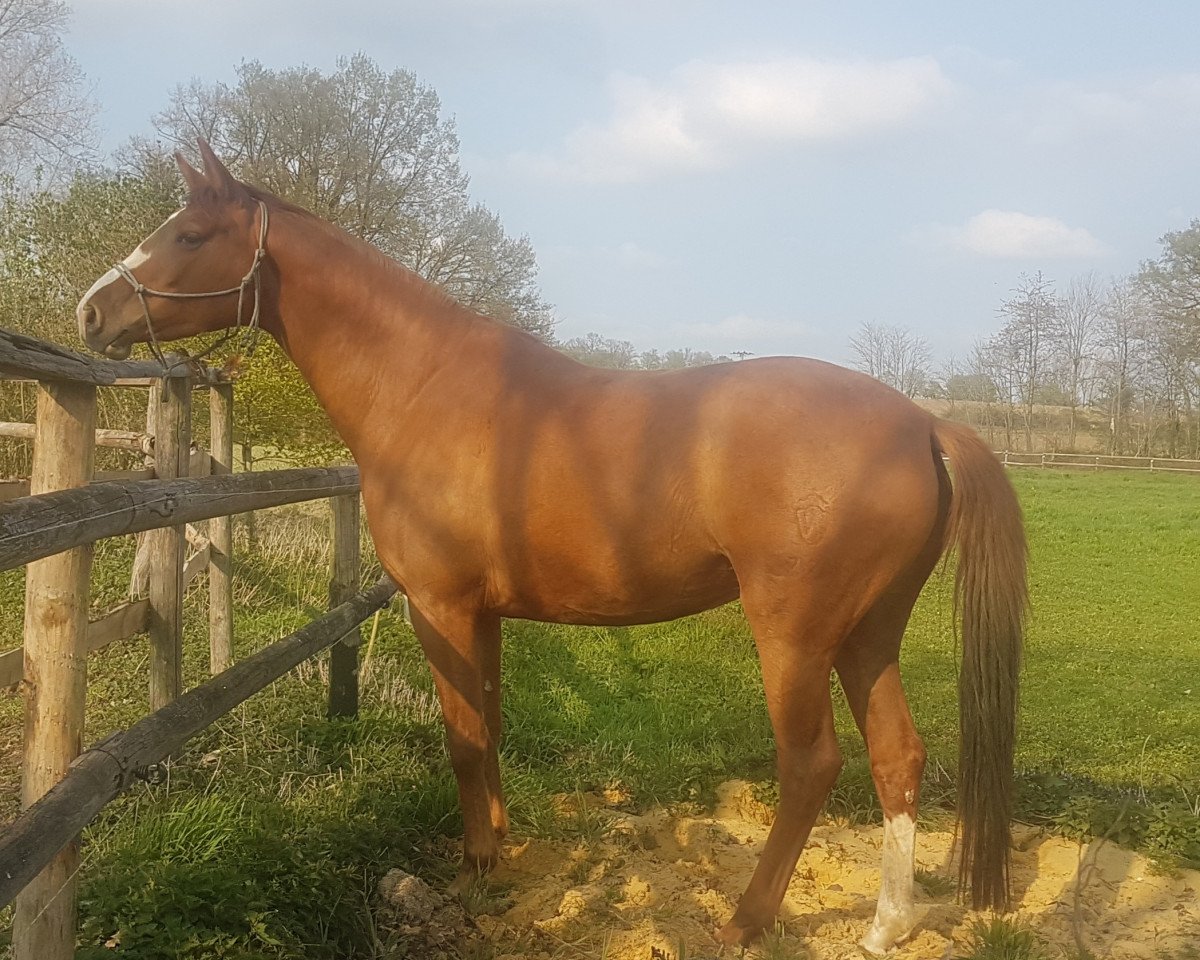 dressage horse Varis (Westphalian, 2016, from Top Vidal)