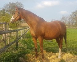 broodmare Oranda (Nederlands Rijpaarden en Pony, 1996, from Bachelor NH)