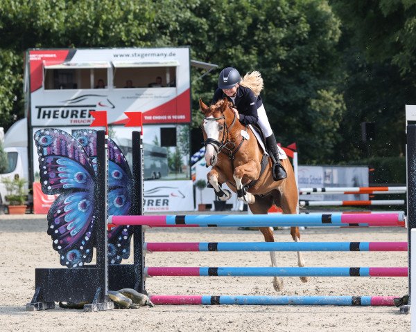 jumper Red Roy (German Riding Pony, 2018, from Rob Roy van Het Klavertje)