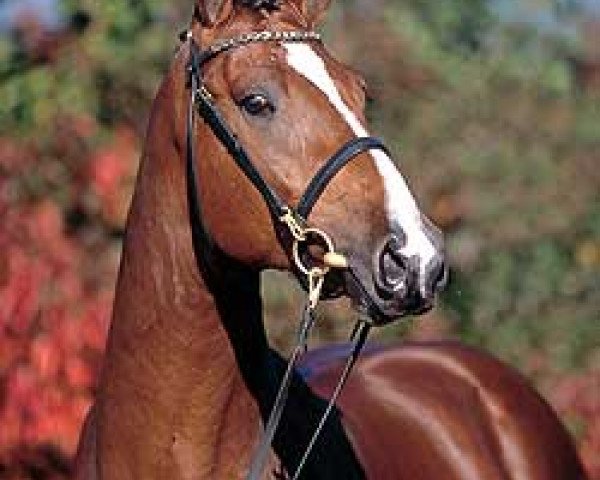 dressage horse Luxano (KWPN (Royal Dutch Sporthorse), 2001, from Lux Z)