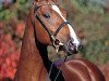 dressage horse Luxano (Dutch Warmblood, 2001, from Lux Z)