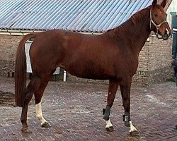 broodmare Paerel II M (KWPN (Royal Dutch Sporthorse), 1997, from Silvano)