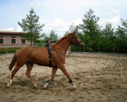 broodmare Sunshine (Hanoverian, 2006, from Stakkato)