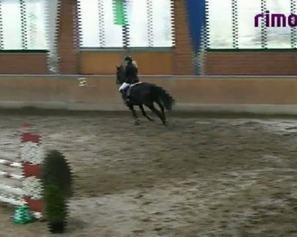 jumper Power 45 (Westphalian, 2007, from Polany)