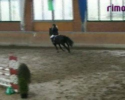 Springpferd Power 45 (Westfale, 2007, von Polany)