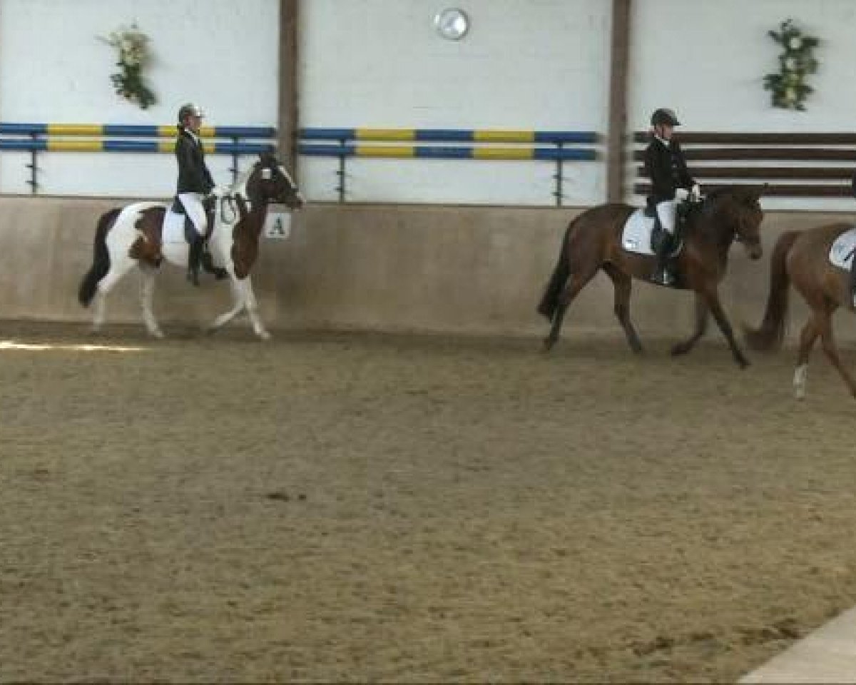 dressage horse Carl 22 (Holsteiner, 1998, from Contender)