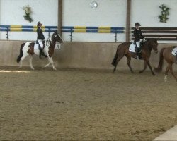 dressage horse Carl 22 (Holsteiner, 1998, from Contender)