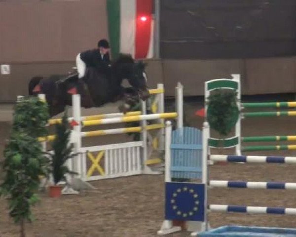 Springpferd Golden Gate 151 (KWPN (Niederländisches Warmblut), 2004, von Guidam)