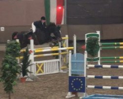 jumper Golden Gate 151 (KWPN (Royal Dutch Sporthorse), 2004, from Guidam)