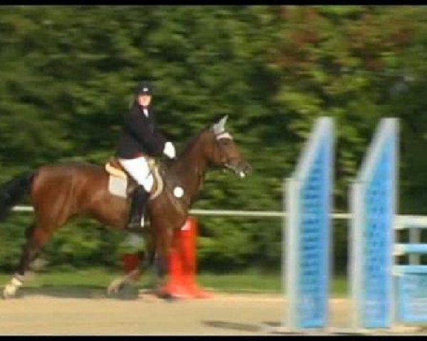 jumper Lafee 7 (Westphalian, 2005, from Lenardo)