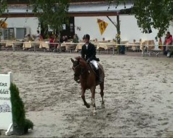 Springpferd Del Piero 18 (Hannoveraner, 2002, von Donnerhall)
