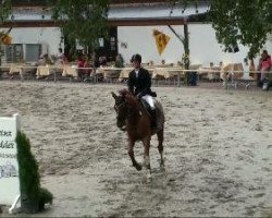jumper Del Piero 18 (Hanoverian, 2002, from Donnerhall)