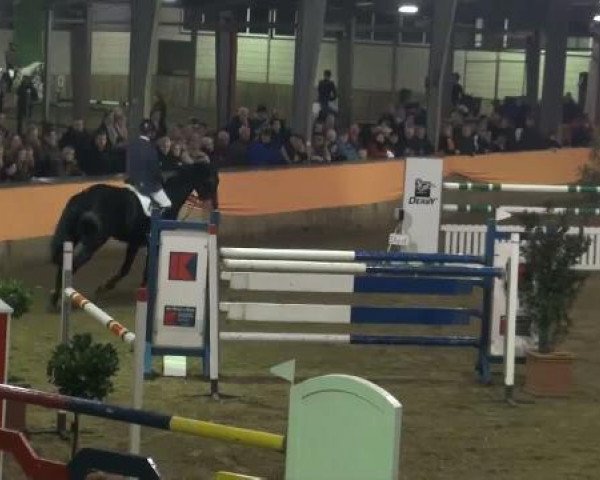 jumper Copperfield 37 (Hanoverian, 2004, from Conteur)