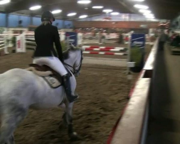 jumper Contra 21 (Hanoverian, 1998, from Compliment)