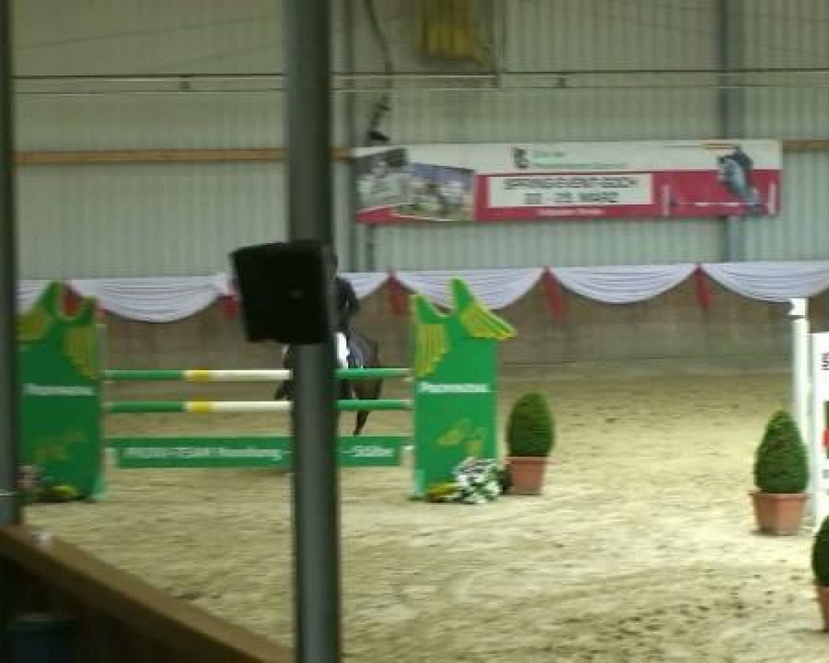 Springpferd Paula 450 (Rheinländer, 2004, von Prado)