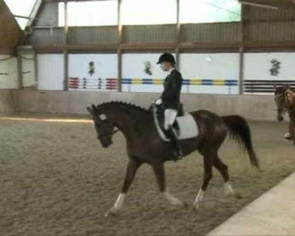 horse Las Vegas (Hanoverian, 2002, from Likoto xx)