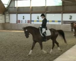 dressage horse Las Vegas (Hanoverian, 2002, from Likoto xx)