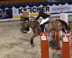 Springpferd Landino 132 (Oldenburger, 2004, von Landor S)