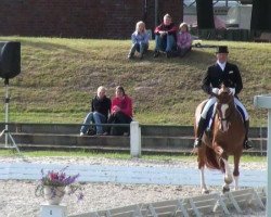 dressage horse Donnelly 3 (Westphalian, 2001, from Donnerruf)