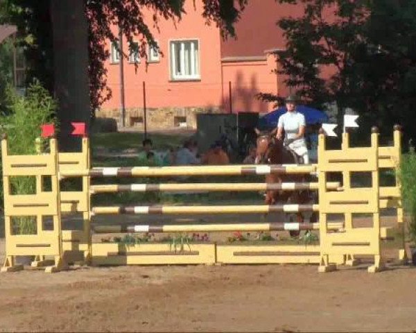 jumper Askonia (German Sport Horse, 2004, from Askanier)