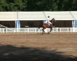 broodmare Miss Hamlet (KWPN (Royal Dutch Sporthorse), 2002, from Hamlet)