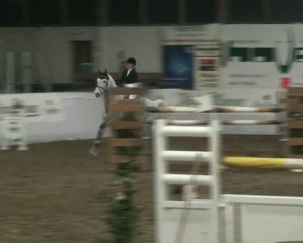 jumper Contaro 4 (Holsteiner, 2000, from Contender)