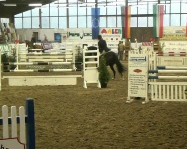 jumper Skribbelino (Hanoverian, 2006, from Stakkato)