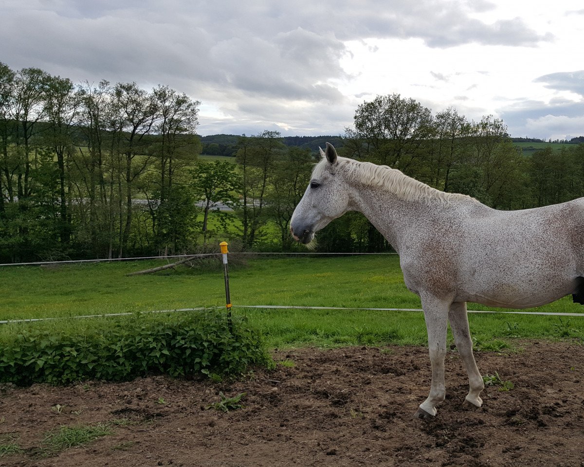 Springpferd Lord 1014 (Hannoveraner, 2002, von Le Primeur)