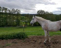 jumper Lord 1014 (Hanoverian, 2002, from Le Primeur)