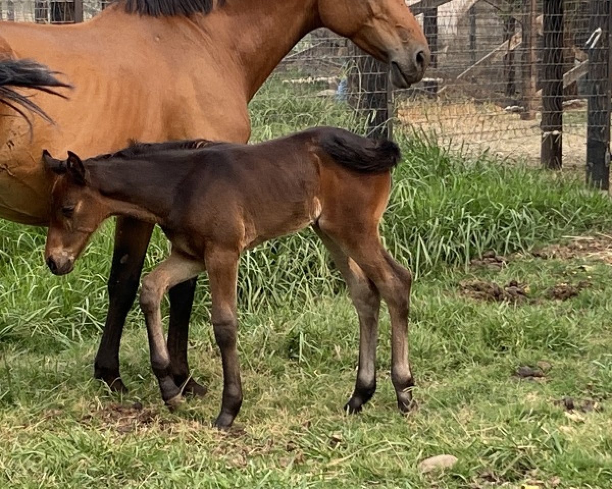 jumper Pokou Queen SK (Holsteiner, 2021, from Comthago VDL)