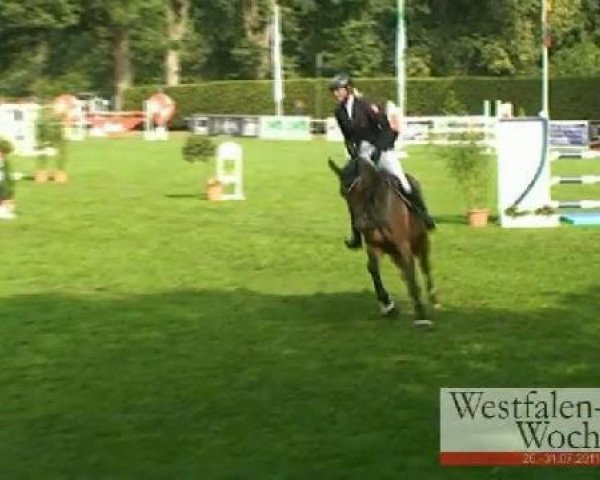 jumper Starlight 275 (Hanoverian, 2006, from Stalypso)