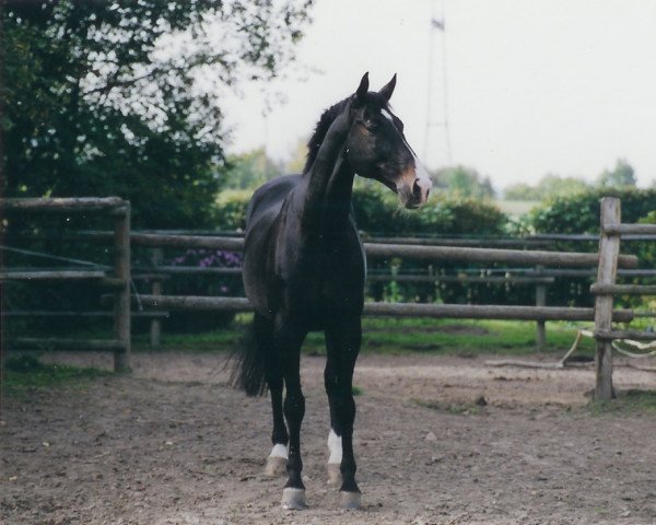 horse Light Line (Hanoverian, 1988, from Diadem)