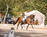 dressage horse Gino Ginelli 77 (Hanoverian, 2008, from Grafenstolz)