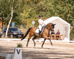 dressage horse Gino Ginelli 77 (Hanoverian, 2008, from Grafenstolz)